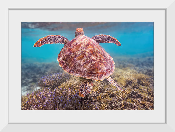 "Underwater Animals – Swimming Turtle 6", Victor Hawk