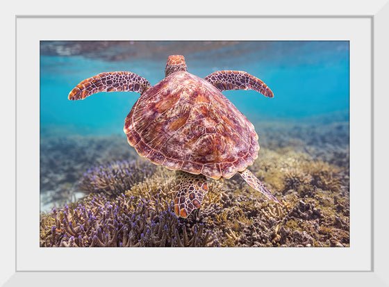 "Underwater Animals – Swimming Turtle 6", Victor Hawk