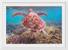 "Underwater Animals – Swimming Turtle 6", Victor Hawk