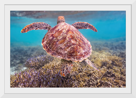 "Underwater Animals – Swimming Turtle 6", Victor Hawk