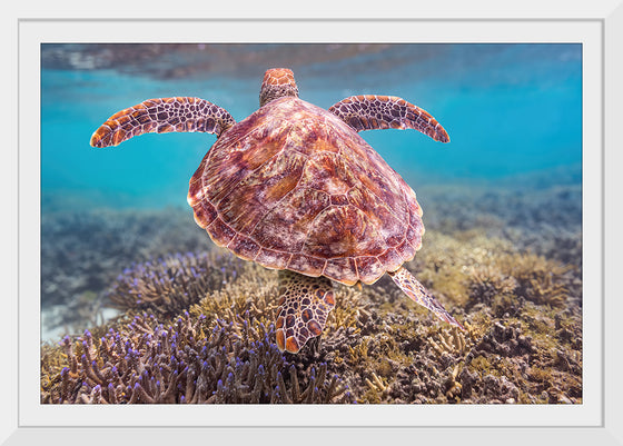 "Underwater Animals – Swimming Turtle 6", Victor Hawk