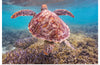 "Underwater Animals – Swimming Turtle 6", Victor Hawk