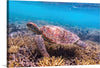 "Underwater Animals – Swimming Turtle 7", Victor Hawk