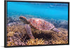 "Underwater Animals – Swimming Turtle 7", Victor Hawk