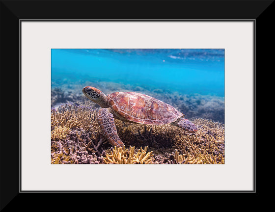 "Underwater Animals – Swimming Turtle 7", Victor Hawk