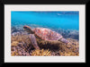 "Underwater Animals – Swimming Turtle 7", Victor Hawk