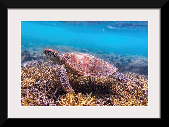 "Underwater Animals – Swimming Turtle 7", Victor Hawk