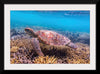 "Underwater Animals – Swimming Turtle 7", Victor Hawk