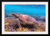 "Underwater Animals – Swimming Turtle 7", Victor Hawk