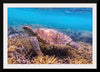 "Underwater Animals – Swimming Turtle 7", Victor Hawk