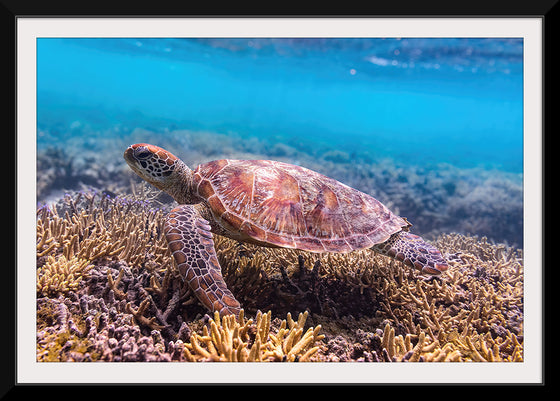 "Underwater Animals – Swimming Turtle 7", Victor Hawk