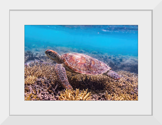 "Underwater Animals – Swimming Turtle 7", Victor Hawk