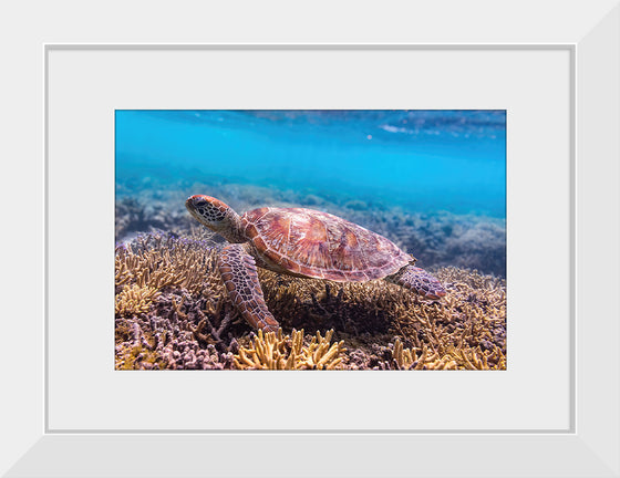 "Underwater Animals – Swimming Turtle 7", Victor Hawk