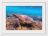 "Underwater Animals – Swimming Turtle 7", Victor Hawk