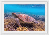 "Underwater Animals – Swimming Turtle 7", Victor Hawk