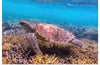 "Underwater Animals – Swimming Turtle 7", Victor Hawk