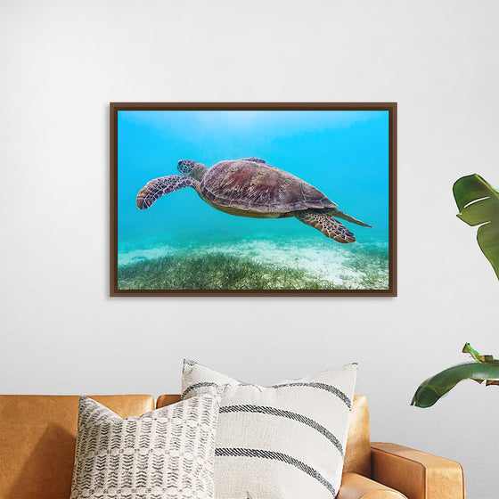 "Underwater Animals – Swimming Turtle 8", Victor Hawk