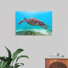 Dive into the serene beauty of Victor Hawk’s “Underwater Animals – Swimming Turtle 8”. This exquisite print captures a graceful turtle, gliding effortlessly through the crystal-clear waters, embodying the tranquil and majestic world beneath the waves. Every detail, from the intricate patterns on its shell to the vibrant underwater landscape, is rendered with stunning clarity and color. 