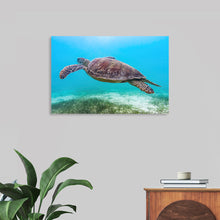  Dive into the serene beauty of Victor Hawk’s “Underwater Animals – Swimming Turtle 8”. This exquisite print captures a graceful turtle, gliding effortlessly through the crystal-clear waters, embodying the tranquil and majestic world beneath the waves. Every detail, from the intricate patterns on its shell to the vibrant underwater landscape, is rendered with stunning clarity and color. 