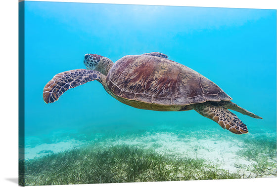 "Underwater Animals – Swimming Turtle 8", Victor Hawk