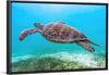 "Underwater Animals – Swimming Turtle 8", Victor Hawk