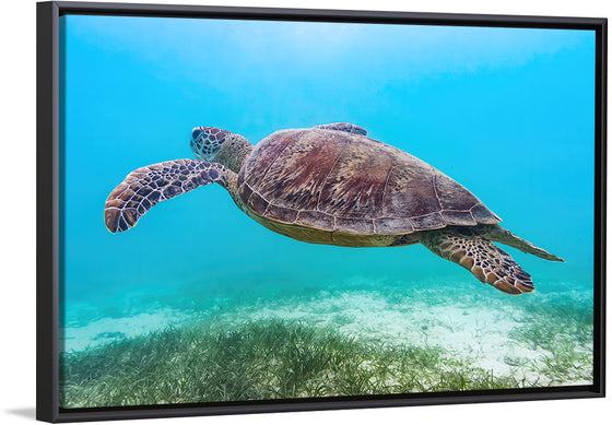 "Underwater Animals – Swimming Turtle 8", Victor Hawk