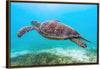 "Underwater Animals – Swimming Turtle 8", Victor Hawk