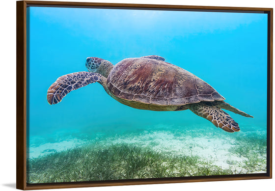 "Underwater Animals – Swimming Turtle 8", Victor Hawk