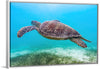 "Underwater Animals – Swimming Turtle 8", Victor Hawk