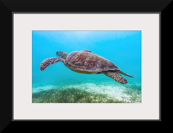 "Underwater Animals – Swimming Turtle 8", Victor Hawk