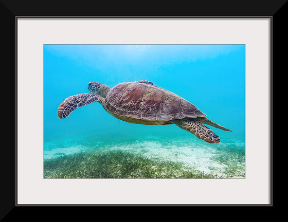 "Underwater Animals – Swimming Turtle 8", Victor Hawk