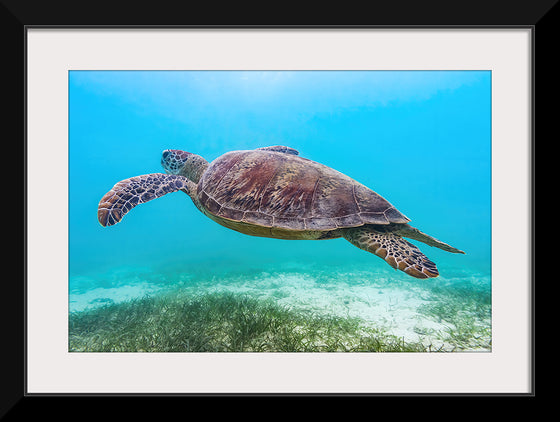 "Underwater Animals – Swimming Turtle 8", Victor Hawk