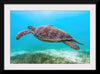 "Underwater Animals – Swimming Turtle 8", Victor Hawk