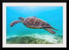 "Underwater Animals – Swimming Turtle 8", Victor Hawk