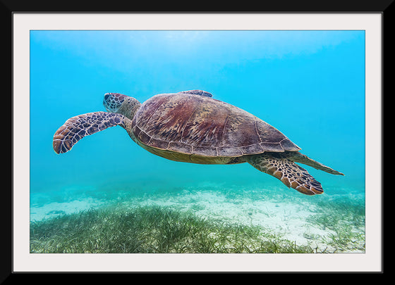 "Underwater Animals – Swimming Turtle 8", Victor Hawk