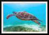 "Underwater Animals – Swimming Turtle 8", Victor Hawk