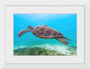 "Underwater Animals – Swimming Turtle 8", Victor Hawk