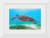 "Underwater Animals – Swimming Turtle 8", Victor Hawk