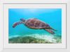 "Underwater Animals – Swimming Turtle 8", Victor Hawk