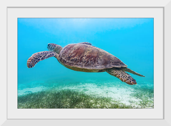 "Underwater Animals – Swimming Turtle 8", Victor Hawk