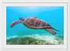 "Underwater Animals – Swimming Turtle 8", Victor Hawk