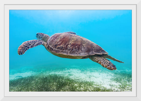 "Underwater Animals – Swimming Turtle 8", Victor Hawk