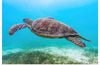 "Underwater Animals – Swimming Turtle 8", Victor Hawk