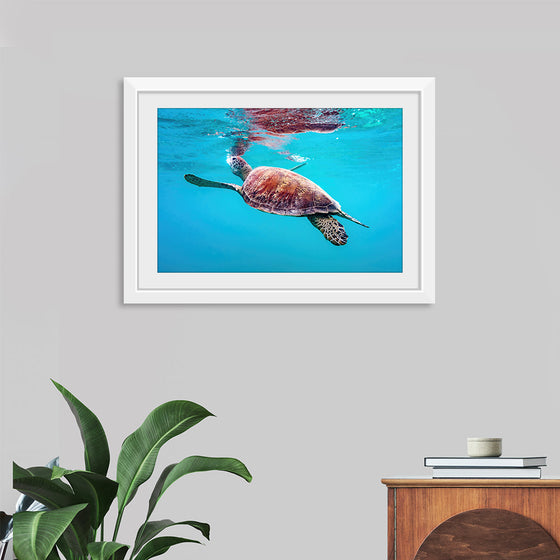 "Underwater Animals – Swimming Turtle 9", Victor Hawk