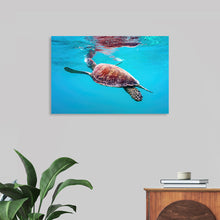  Dive into the serene beauty of Victor Hawk’s “Underwater Animals – Swimming Turtle 9”. This exquisite print captures the graceful movement of a turtle, gliding effortlessly through the crystal-clear waters. Every detail, from the intricate patterns on its shell to the gentle ripples in the water, is rendered with stunning clarity and vibrant color. 