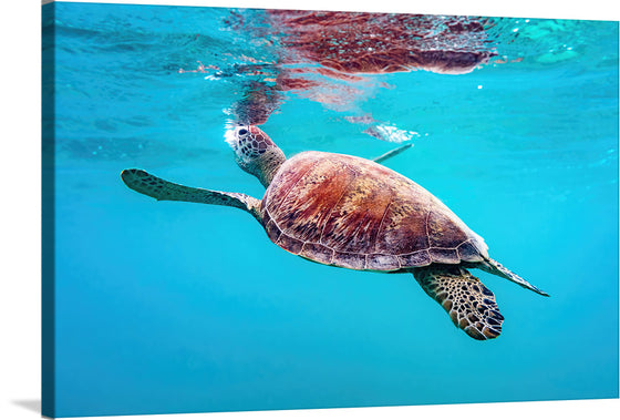 "Underwater Animals – Swimming Turtle 9", Victor Hawk