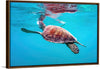 "Underwater Animals – Swimming Turtle 9", Victor Hawk