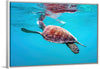 "Underwater Animals – Swimming Turtle 9", Victor Hawk