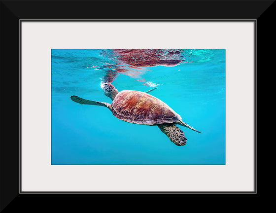 "Underwater Animals – Swimming Turtle 9", Victor Hawk