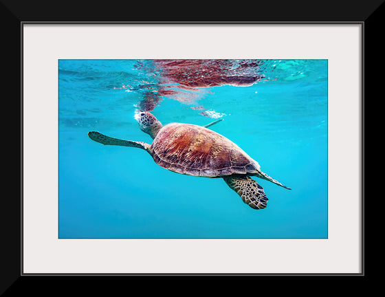 "Underwater Animals – Swimming Turtle 9", Victor Hawk